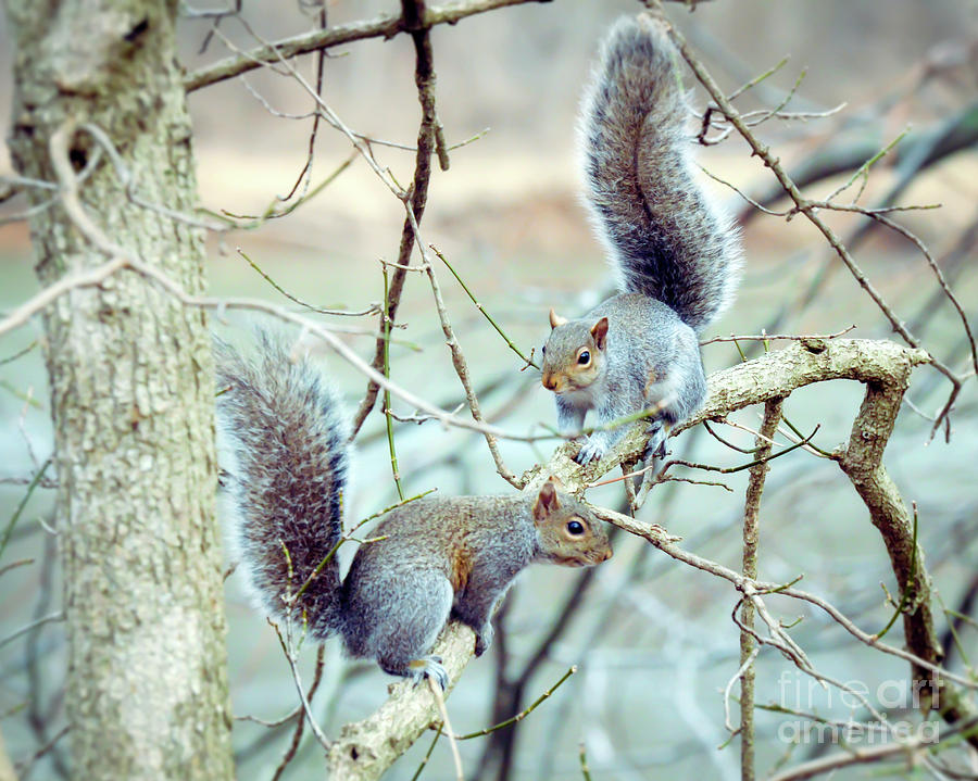 Squirrels at Bisset Park - Radford Virginia  Photograph by Kerri Farley