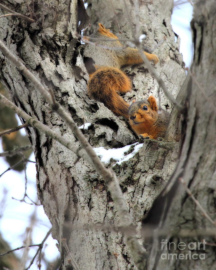 Squirrels at Play Photograph by Angela Rath