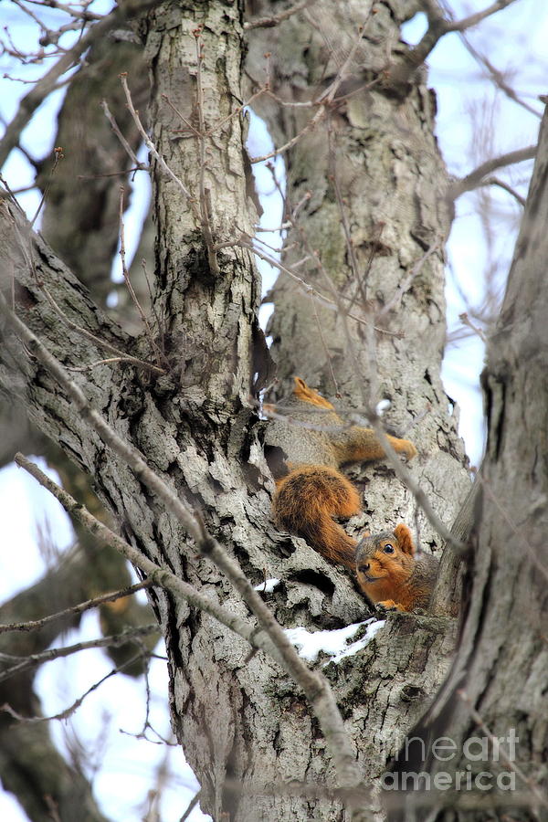 Squirrels at Play Vertically Photograph by Angela Rath