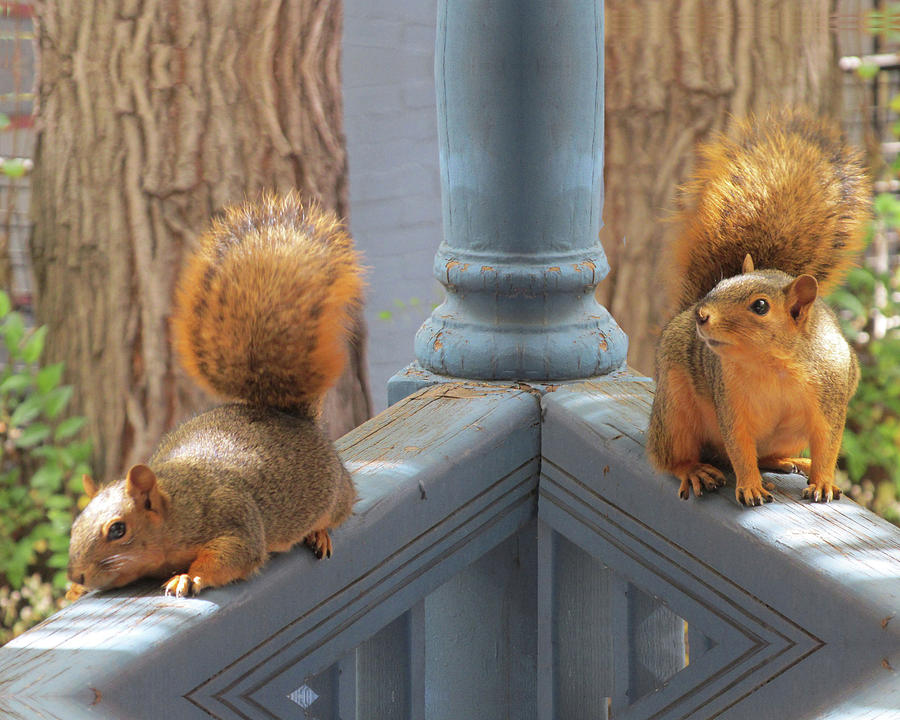 Squirrels Balancing on a Railing Digital Art by Julia L Wright