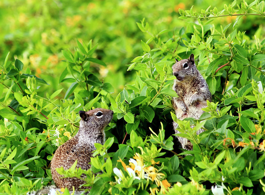 Squirrels Photograph by Diego Camargo - Pixels