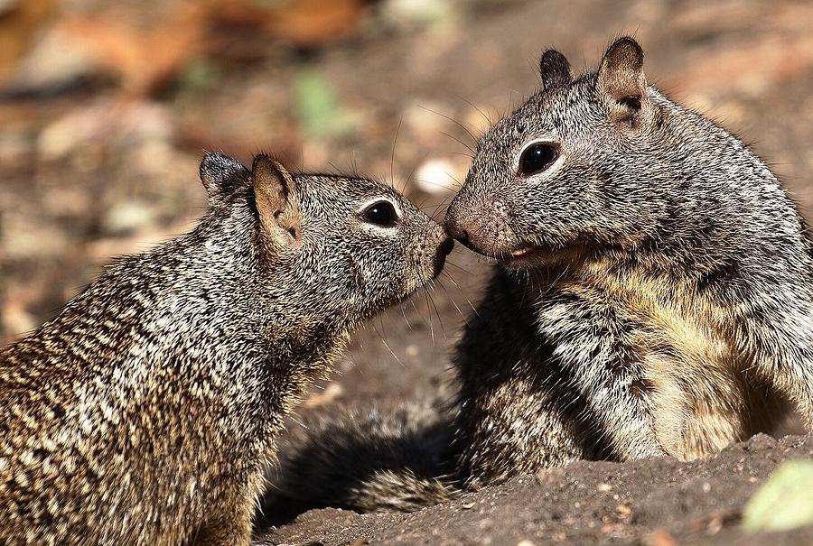 Squirrels nose to nose Photograph by Barbara Wallace - Fine Art America