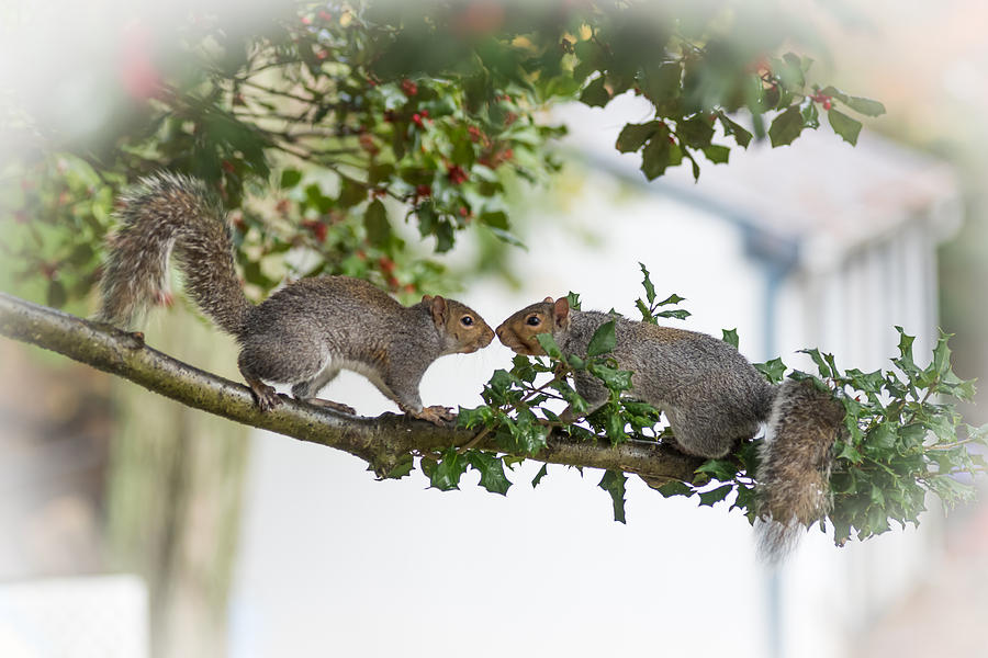 Squirrels Nose to Nose Photograph by Terry DeLuco