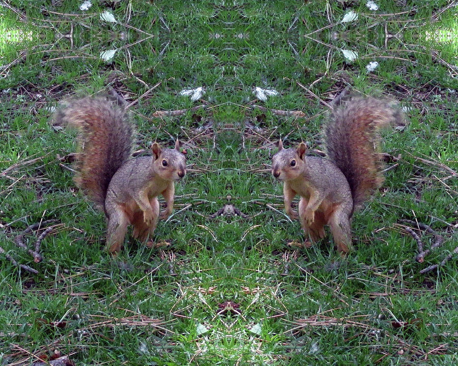 Squirrels With Question Mark Tails Digital Art by Julia L Wright