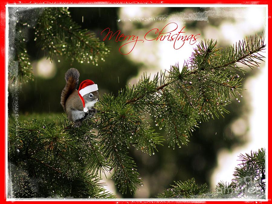 Squirrely Christmas Photograph by Leone Lund