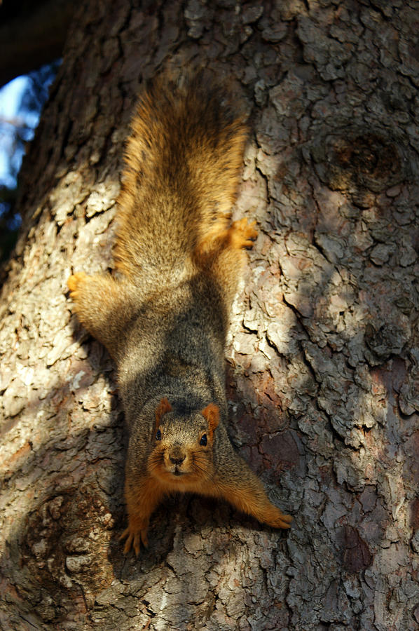 Squirrely Photograph by Off The Beaten Path Photography - Andrew Alexander