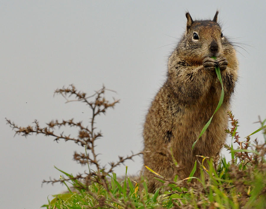 Nature Photograph - Squirrely snacks by Matt MacMillan