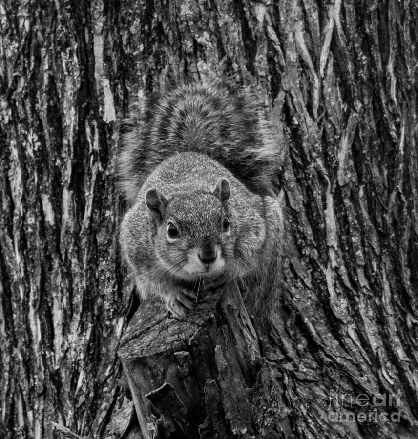 Squirrely Photograph by Toma Caul