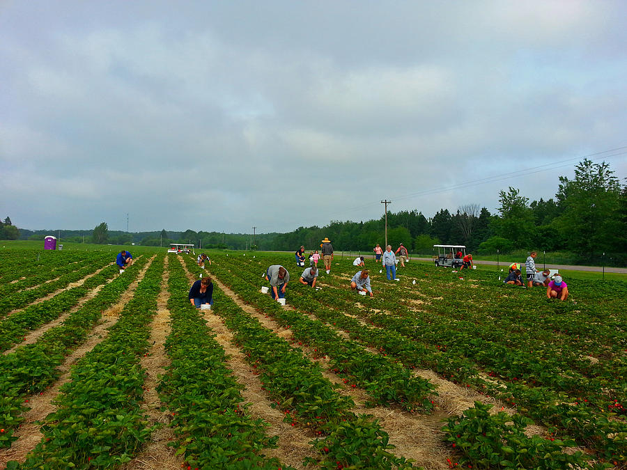 Srawberry Pickers Photograph by Brook Burling