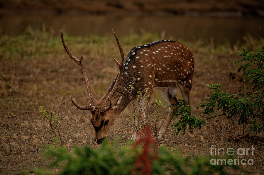  Sri Lankan axis deer Photograph by Venura Herath