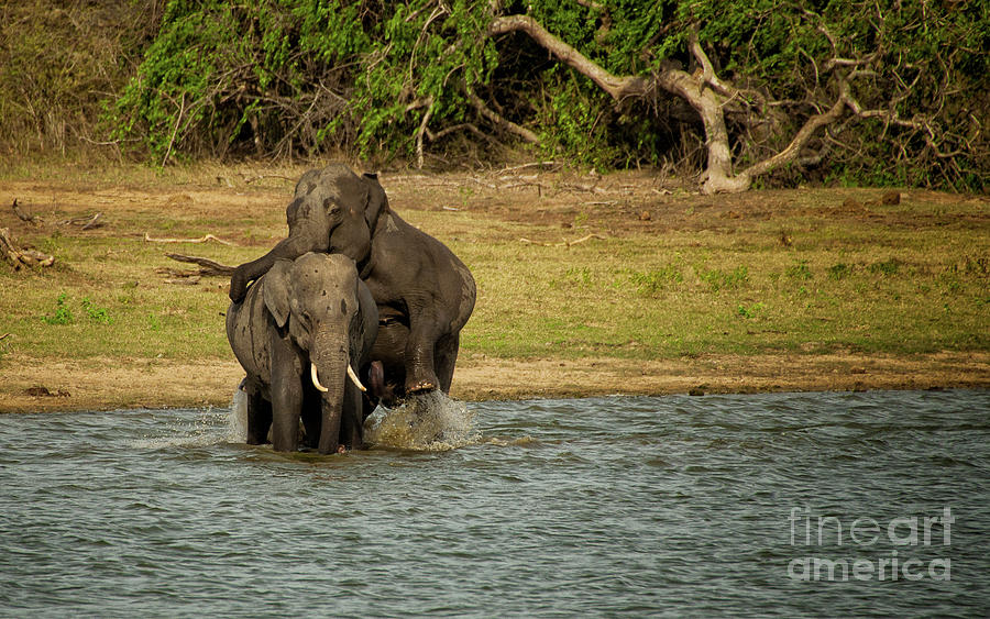 Sri Lankan Elephants  Photograph by Venura Herath
