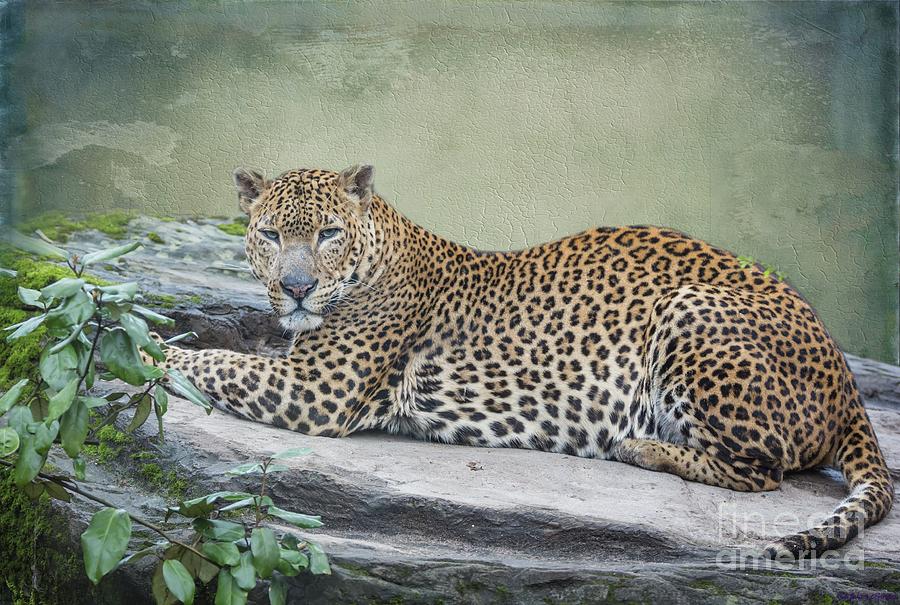 Big Cat Photograph - Srilankan Leopard by Eva Lechner
