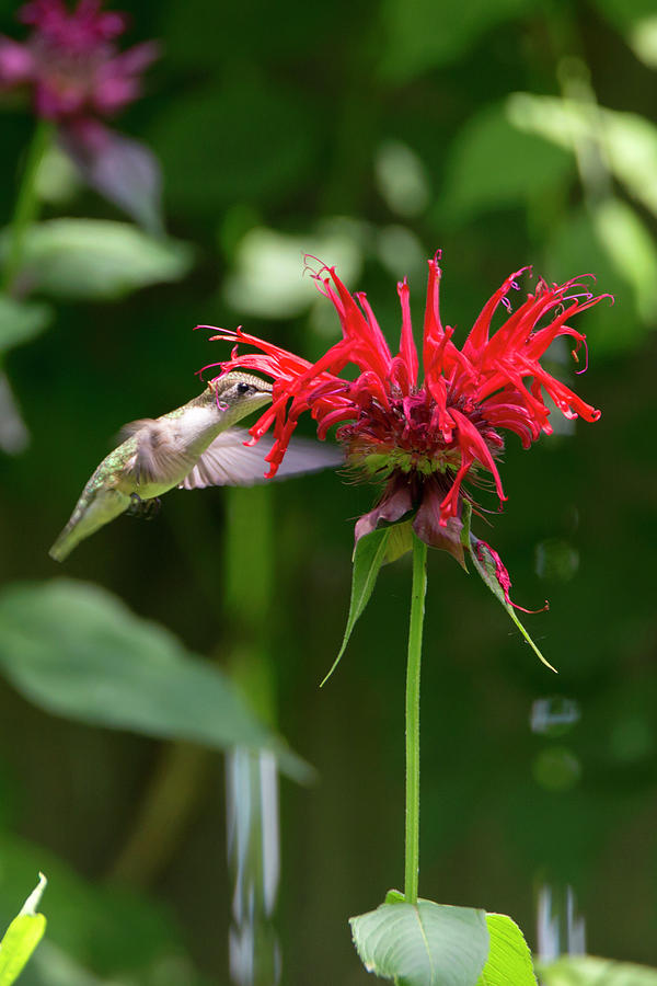 Sweet Nectar Photograph By David Stasiak Fine Art America