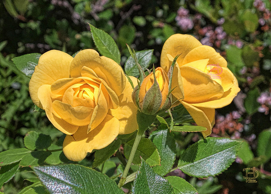 St. Andrews Yellow Rose Family Photograph by Daniel Hebard