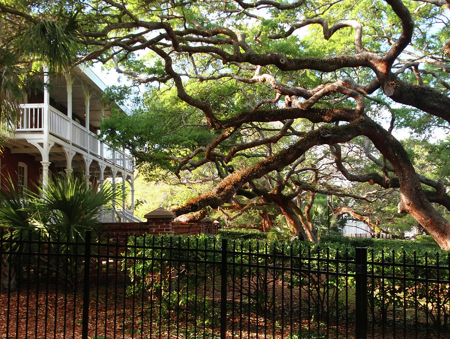 St. Augustine Light Keepers House Trees Photograph by David T Wilkinson