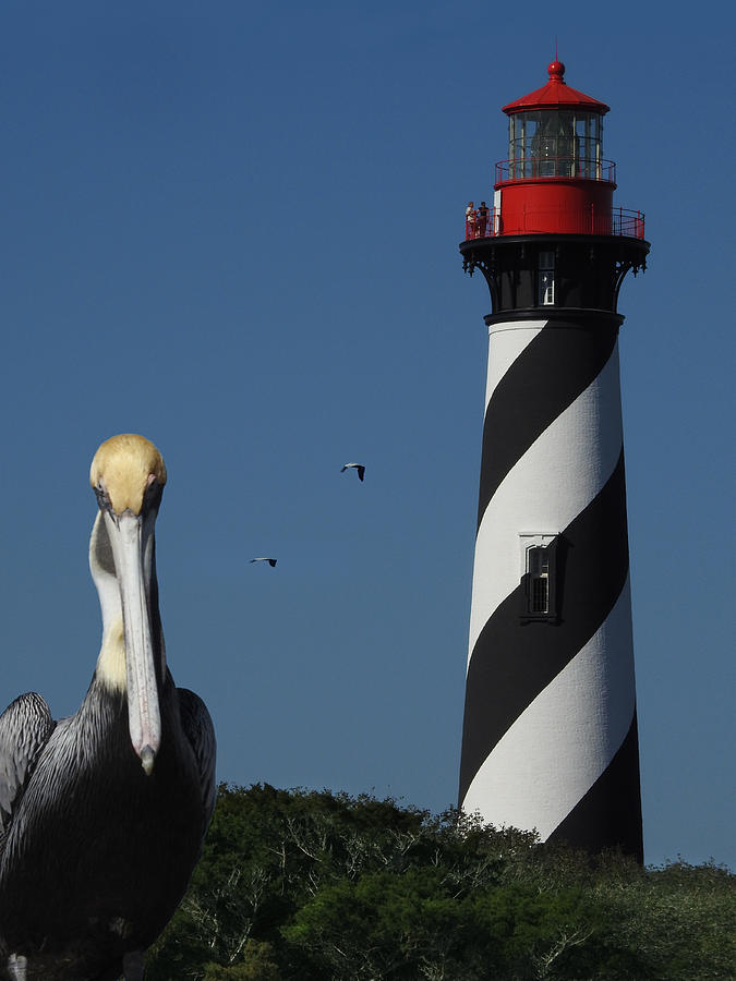 Pelican Photograph - St. Augustine Lighthouse by Rod Seel