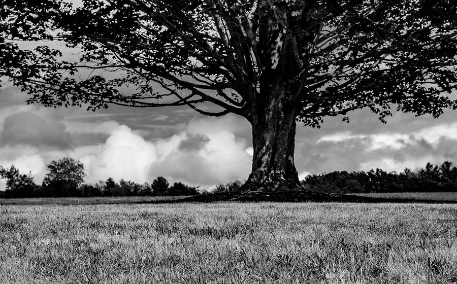 Tree Photograph - St. Benedict Abbey Single Tree in Summer by Michael Saunders