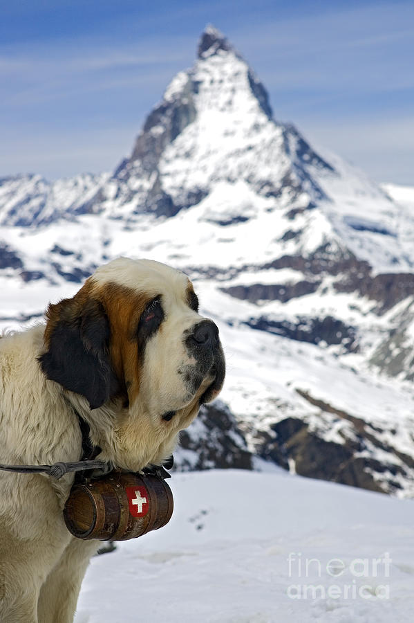 St Bernard dog posing in front of the Matterhorn Photograph by Henk Meijer Photography