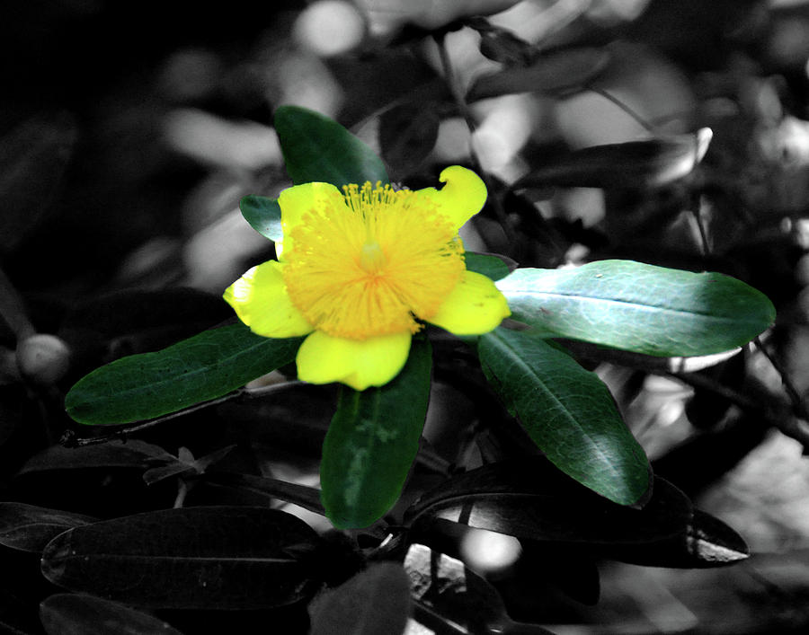 St John Wort by Angela Ford St John Wort by Angela Ford