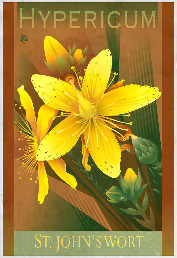 Flower Painting - St. Johns Wort Floral Poster by Garth Glazier