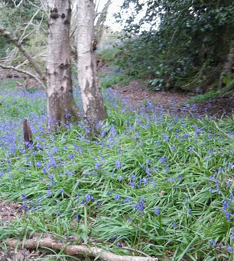 St Leonards Forest Bluebell Path - Photo 1b - April 2016 Photograph by Julia Woodman