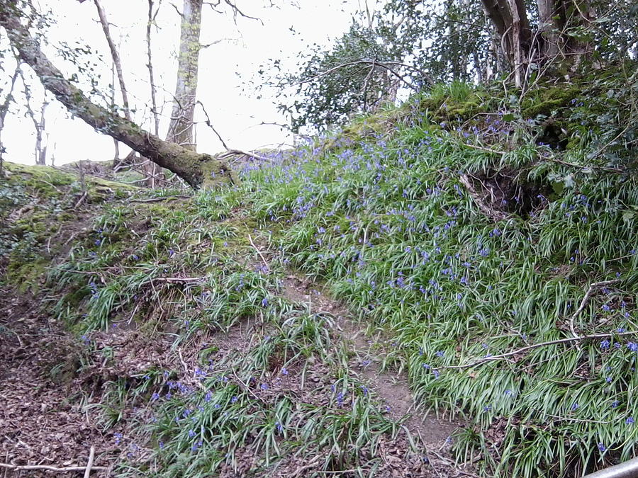 St Leonards Forest Bluebell Path - Photo 3 - April 2016 Photograph by Julia Woodman