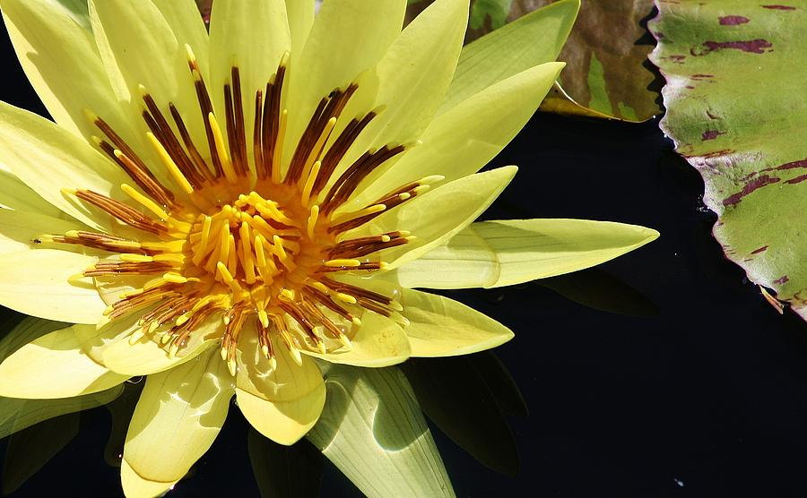 St. Louis Gold Waterlily Photograph by Bruce Bley