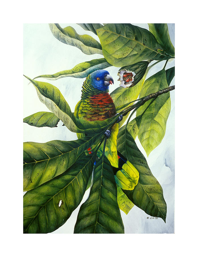 St. Lucia parrot and fruit Painting by Christopher Cox