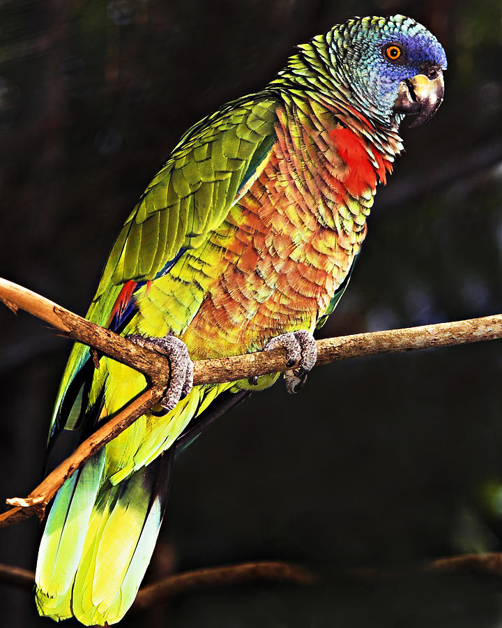 St Lucia Parrot Photograph by Chester Williams