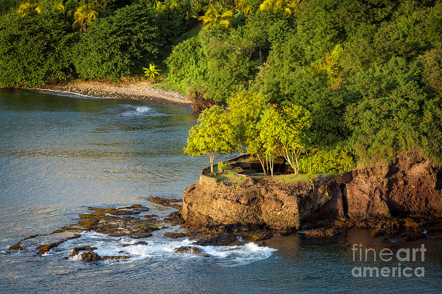 St Lucia - Trees on a Rocky Point Photograph by Brian Jannsen