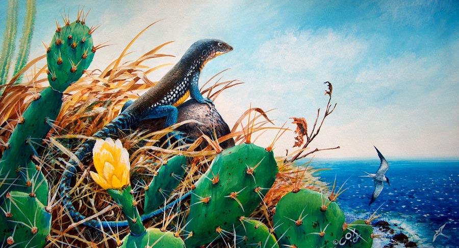 St. Lucia Whiptail Painting by Christopher Cox