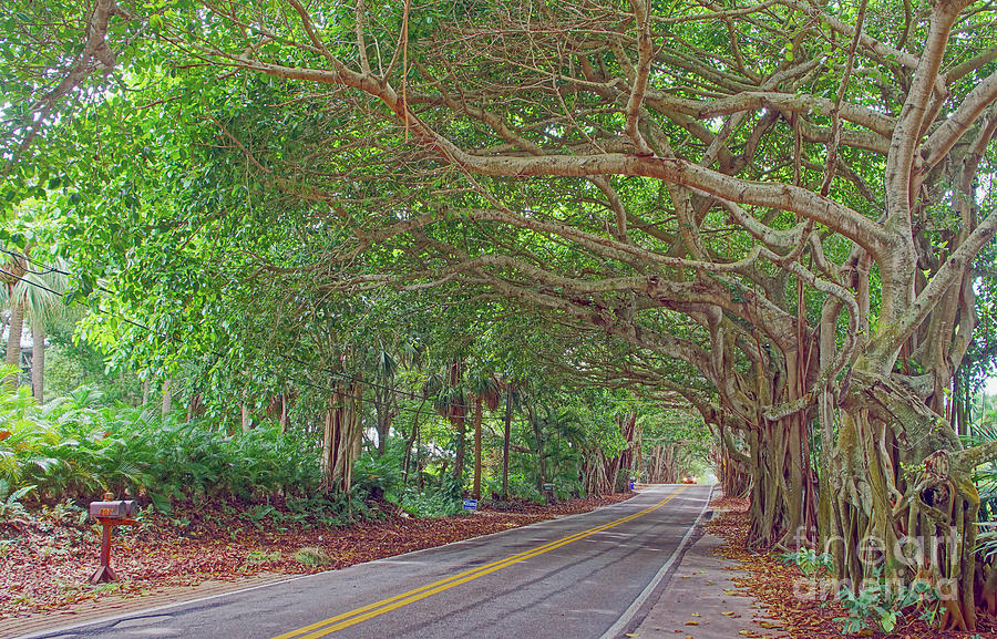 Tree Photograph - St. Lucie Blvd. 2 by Larry Nieland