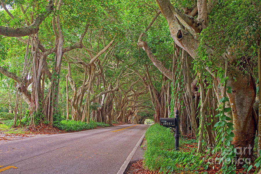 St. Lucie Blvd. Treescape Photograph by Larry Nieland