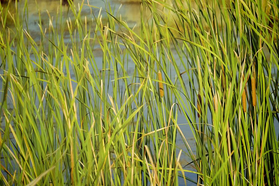St. Marks Cattails Photograph by Jan Amiss Photography
