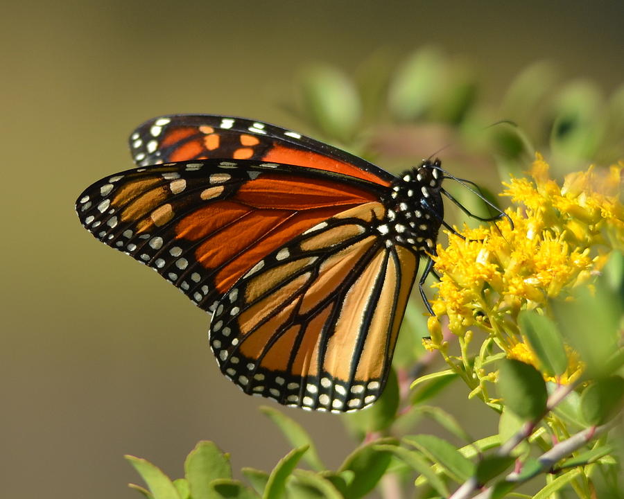 St. Marks Monarch Butterfly Photograph by Carla Parris