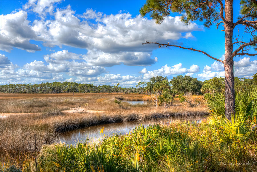 St. Marks Refuge Photograph by Ronald Kotinsky - Pixels