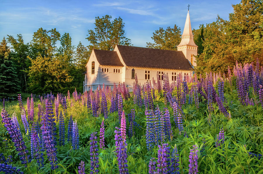 Lupine Fields St Matthews Church - Sugar Hill New Hampshire  Photograph by Photos by Thom