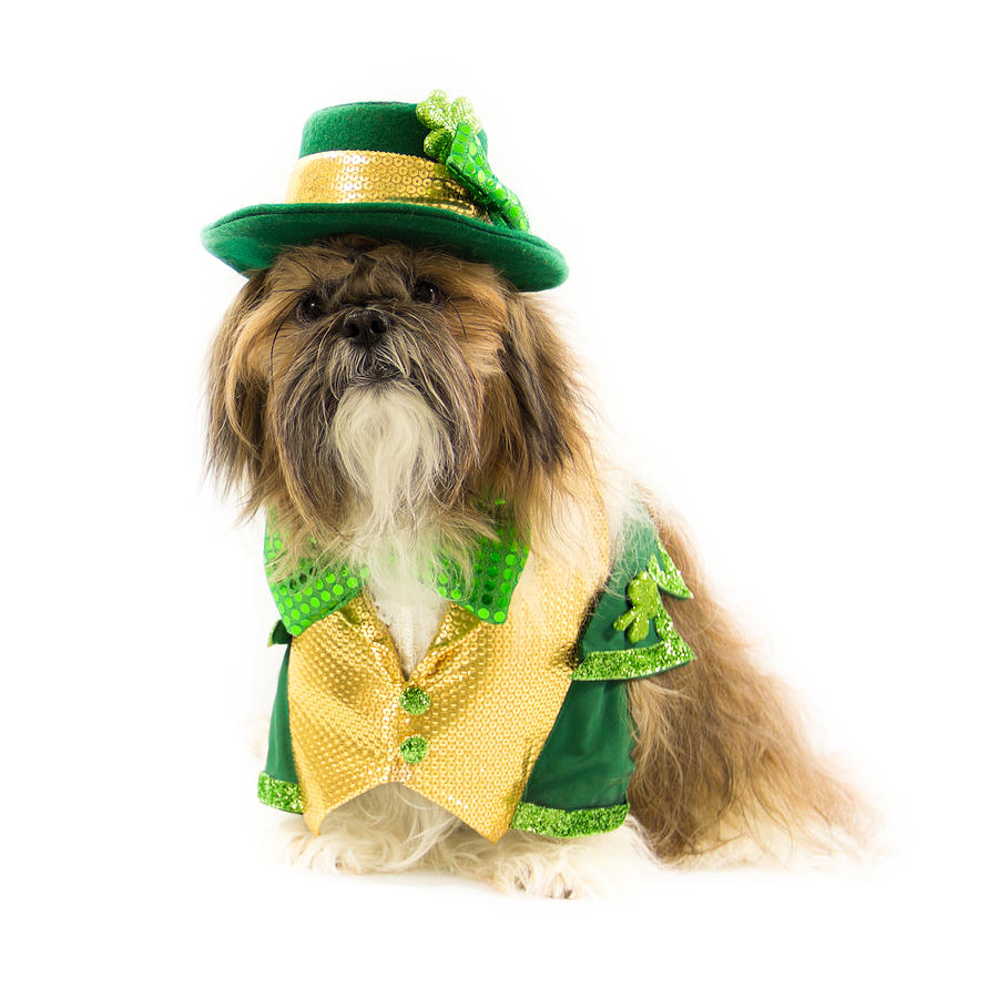 shih tzu st patricks day printables