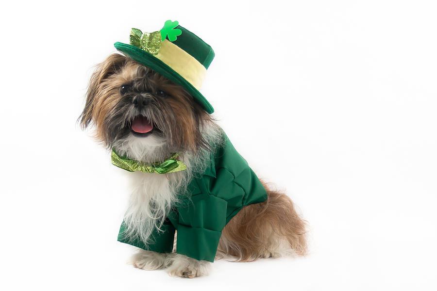 shih tzu st patricks day clip art