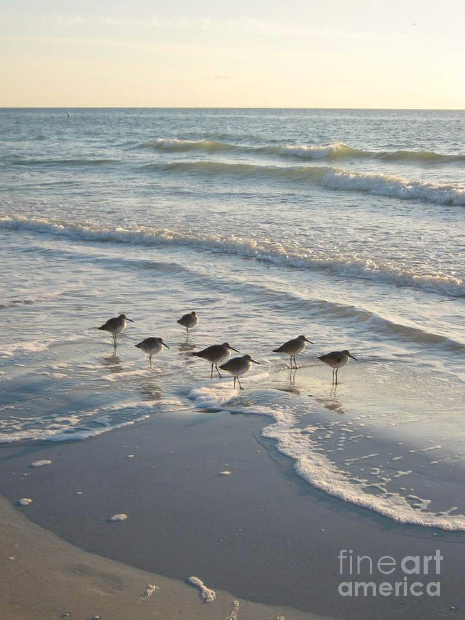 St. Petersburg Sandpipers Photograph