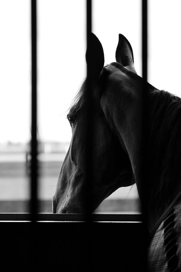 Stable Dreaming Photograph by Karl Anderson