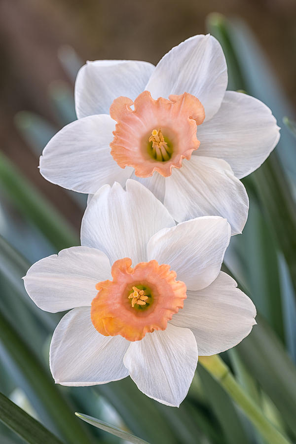 Stacked Daffodils Photograph by Jeff Abrahamson