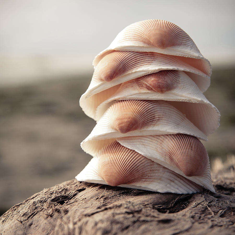 Stacked Seashells Photograph by Lucid Mood