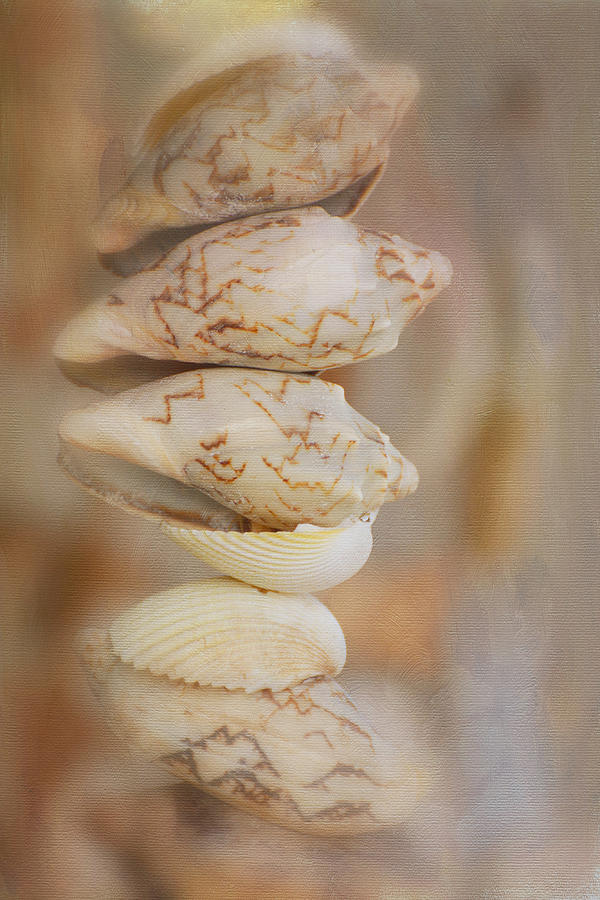 Shell Photograph - Stacked Shells by Fraida Gutovich