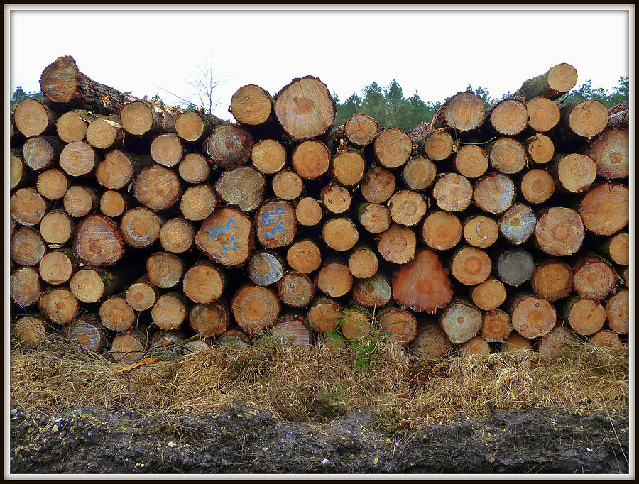 Stacked Timber One Photograph by Gordon James