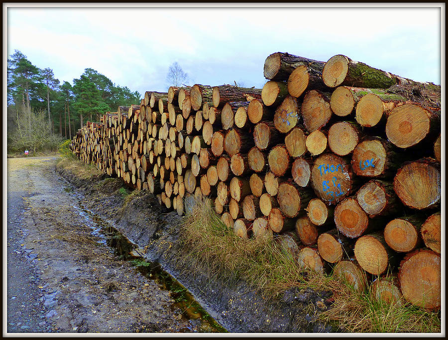 Stacked Timber Three Photograph by Gordon James
