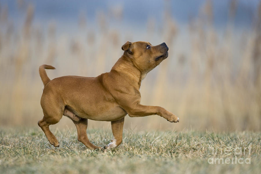 Dog Photograph - Staffordshire Bull Terrier by Jean-Louis Klein & Marie-Luce Hubert