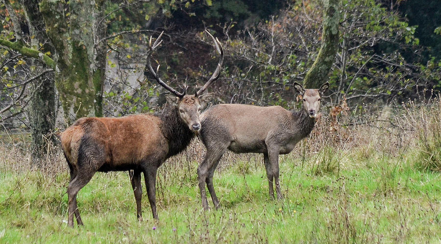 Stag and Doe  Photograph by Joe Ormonde