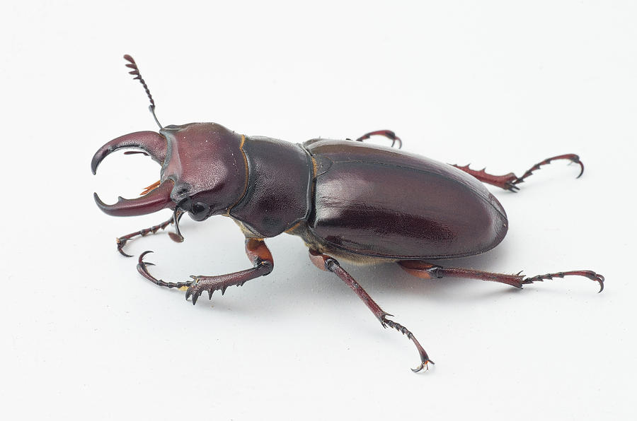 Stag Beetle Photograph by Jim Zablotny