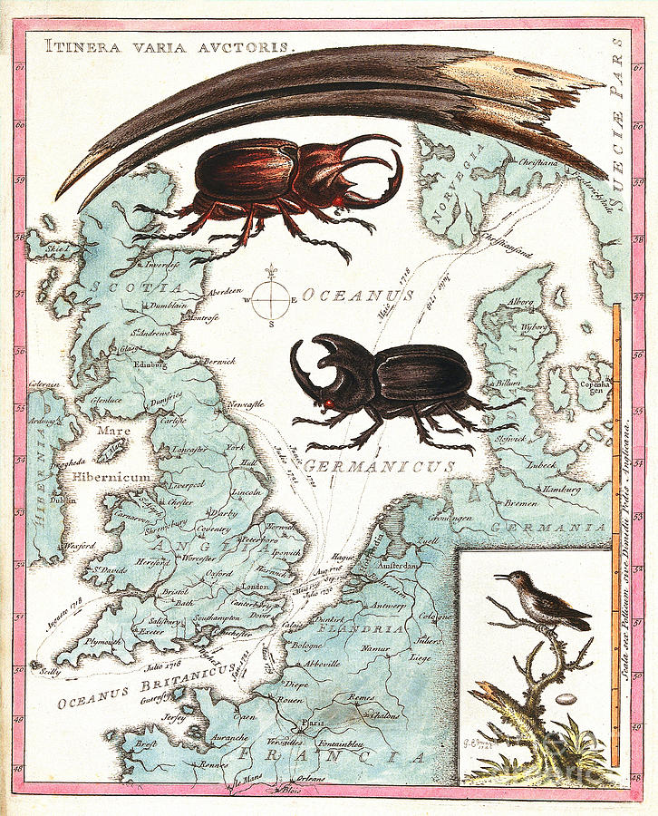 Stag Beetles Crawling Over Map, 18th Photograph by Wellcome Images